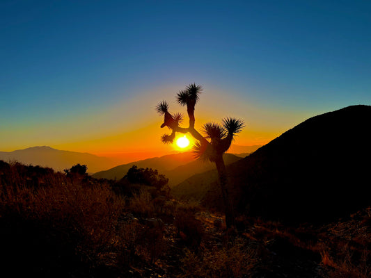 Joshua Tree Sunset. Joshua National Park